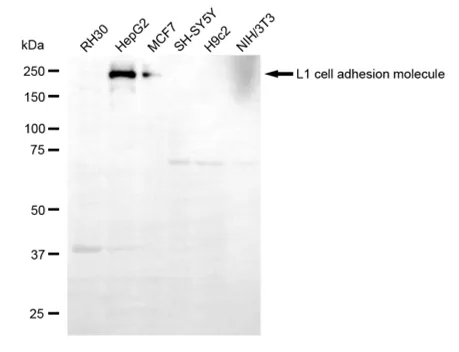 KVAb01859