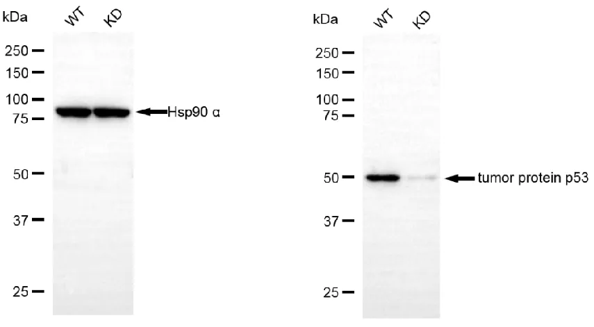 KVAb00597