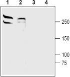 Western blot analysis of rat (lanes 1 and 3) and mouse (lanes 2 and 4) brain membranes :
