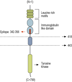 immunogen