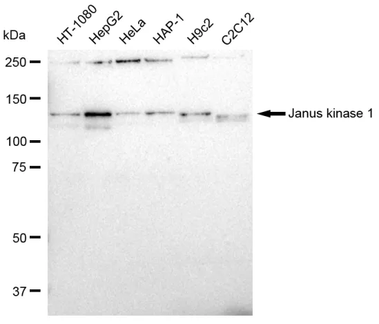 KVAb01735