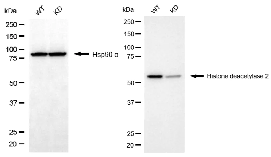 KVAb01687