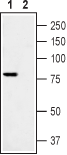 Western blot analysis of Rat DRG lysate: