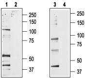 Western blot analysis of rat brain membrane (lanes 1 and 2) and rat RBL basophilic leukemia lysates (lanes 3 and 4):