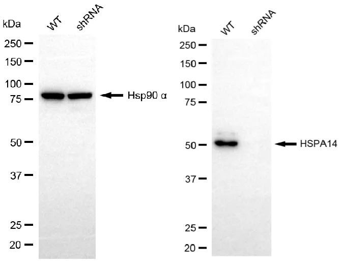 KVAb01542