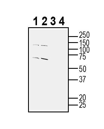 Western blot analysis of mouse brain membranes (lanes 1 and 3) and rat brain membranes (lanes 2 and 4):