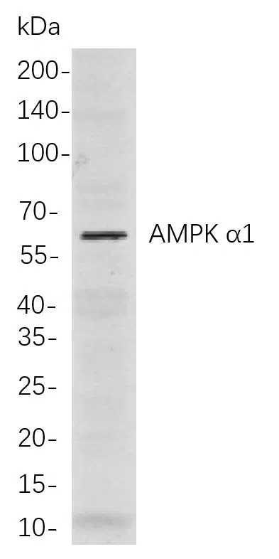 AMRe21607