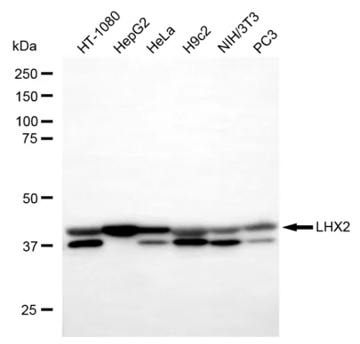 KVAb01833