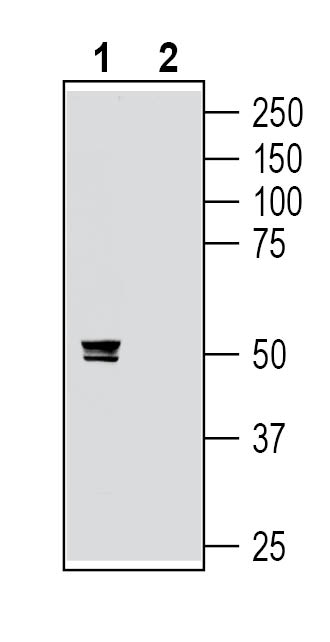 Western blot analysis of rat dorsal root ganglion lysates: