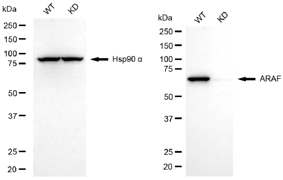 KVAb01733