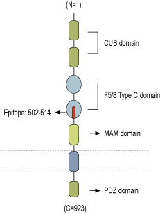 immunogen