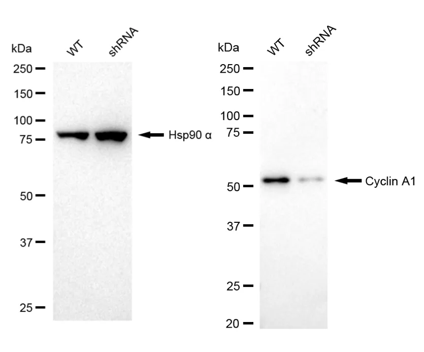 KVAb01603