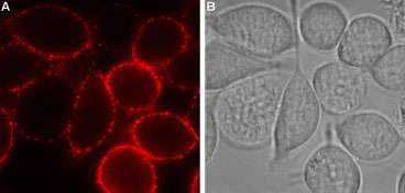 Expression of P2RY12 in rat RBL cells