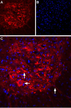 Expression of IP3R2 in rat spinal cord