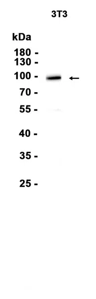 AMRe86498