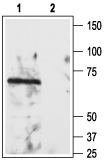 Western blot analysis of rat brain lysate: