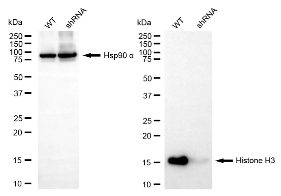 KVAb01947