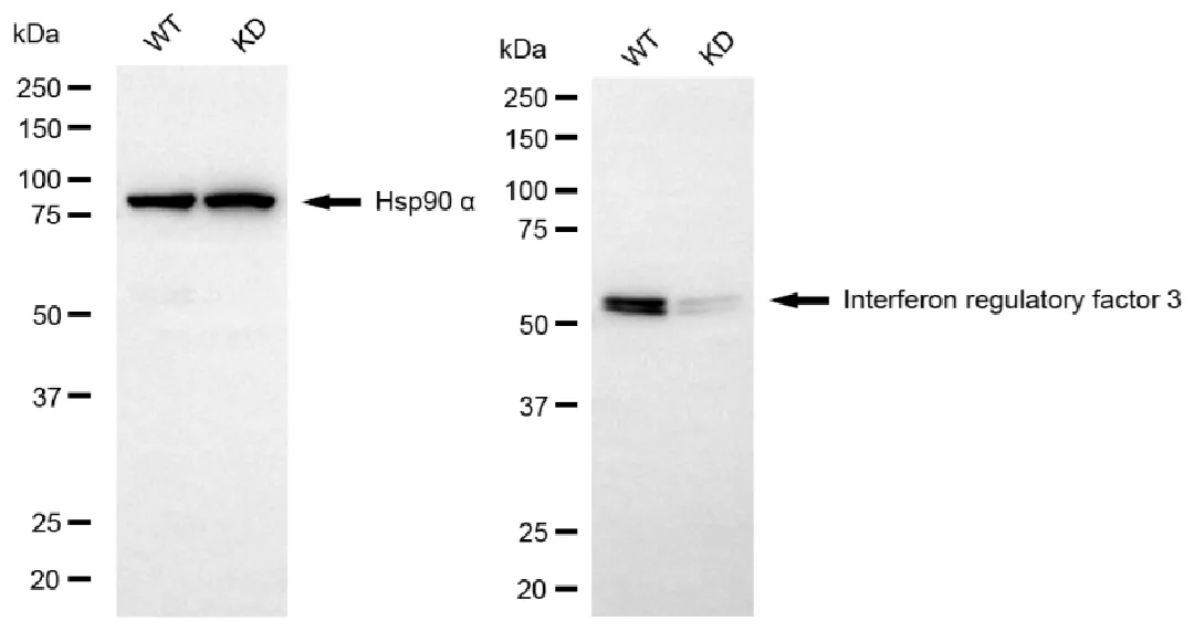 KVAb01732