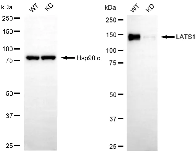 KVAb01094