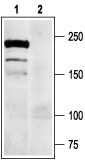 Western blot analysis of DRG lysates: