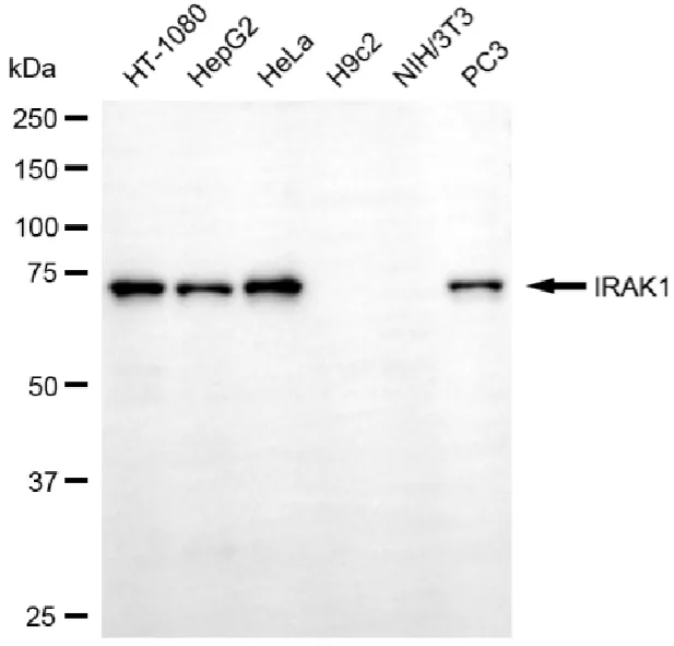KVAb01562
