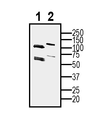 Western blot analysis of human U-87 MG glioblastoma cell line lysate (lane 1) and U-87 MG-derived purified exosomes (lane 2):