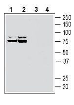 Western blot analysis of rat brain lysates (lanes 1 and 3) and mouse brain lysates (lanes 2 and 4):