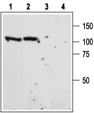 Western blot analysis of mouse (lanes 1 and 3) and rat (lanes 2 and 4) brain lysate: