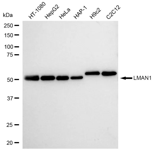 KVAb01514