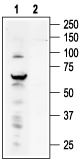 Western blot analysis of ND7/23 Mouse neuroblastoma /rat dorsal root ganglion neuron hybrid cell line lysate: