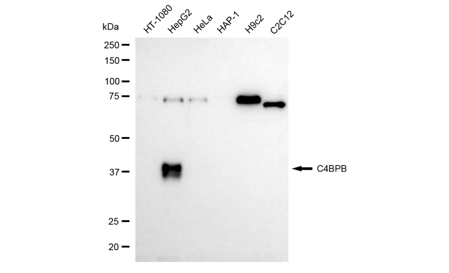KVAb01806