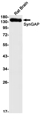AMRe85148