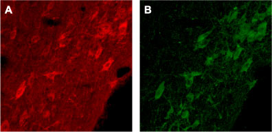 Expression of p75 NTR in rat brain