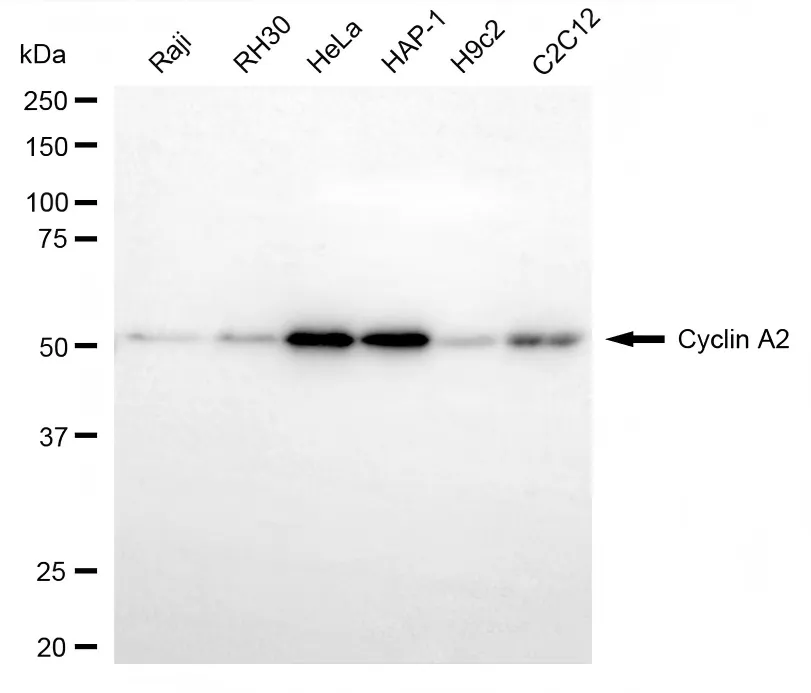 KVAb01933