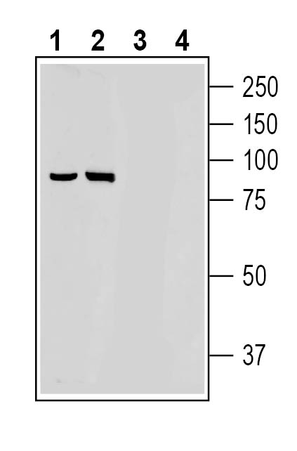 Western blot analysis of rat (lanes 1 and 3) and mouse (lanes 2 and 4) brain membranes: