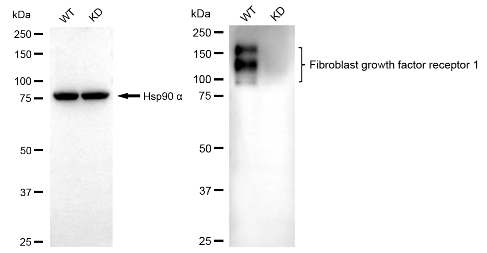 KVAb01427