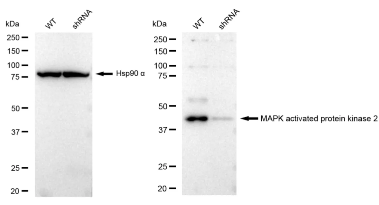 KVAb01507