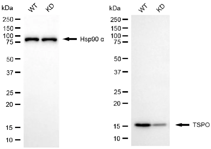 KVAb01336