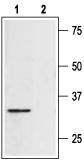 Western blot anlysis of rat heart lysate: