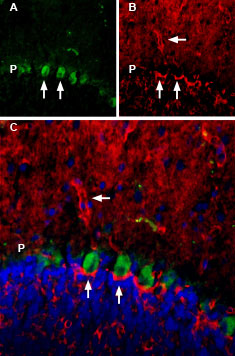 Multiplex staining of Aquaporin 4 and TrkB in rat cerebellum.