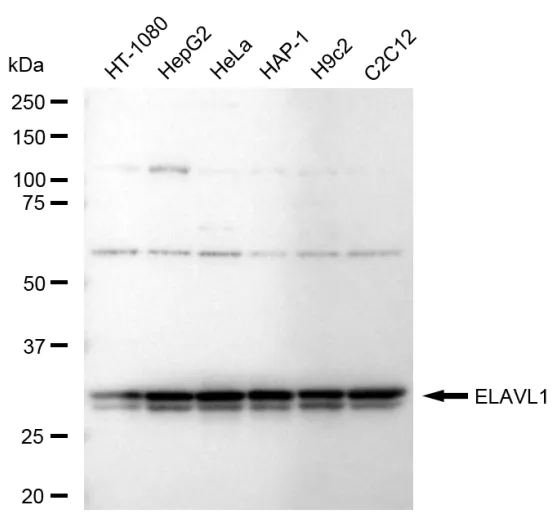 KVAb01058