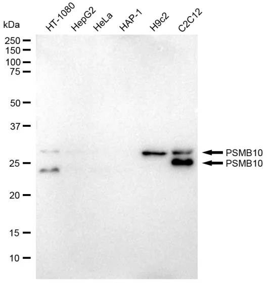 KVAb01749