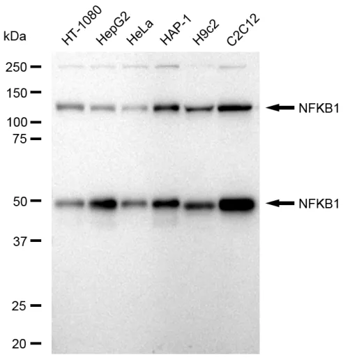 KVAb01469
