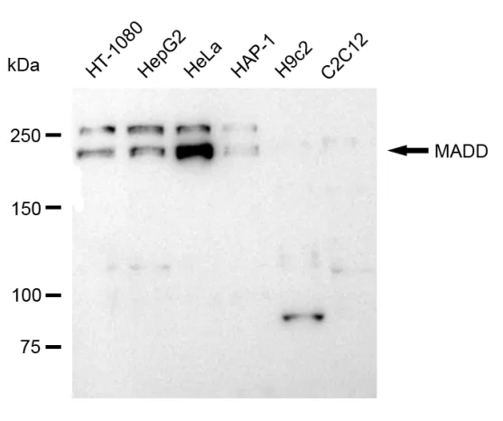 KVAb01013