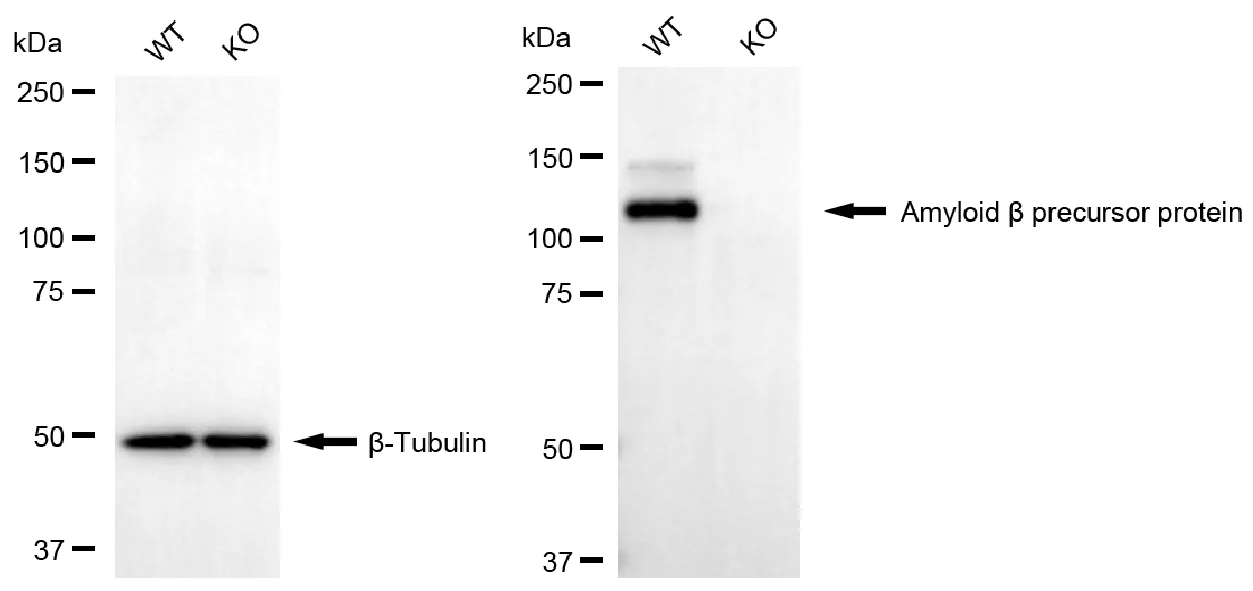 KVAb00185