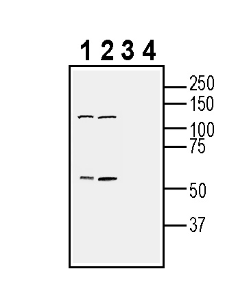 Western blot analysis of mouse P815 mastocytoma cell line lysate (lanes 1 and 3) and mouse BV-2 microglia cell line lysate (lanes 2 and 4):