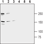 Western blot analysis of human LNCaP prostate carcinoma (lanes 1 and 4), human HeLa cervix carcinoma (lanes 2 and 5) and human HepG2 liver carcinoma (lanes 3 and 6) cell line lysates :