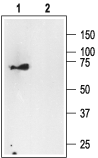 Western blot analysis of rat brain membranes: