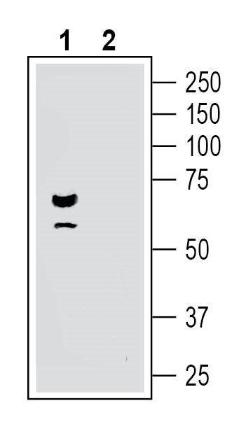 Western blot analysis of human SH-SY5Y neuroblastoma cell line lysate: