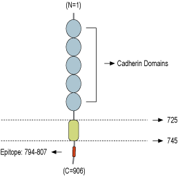 immunogen